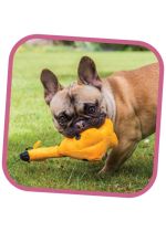 fetch_soft_shop_web_1_2