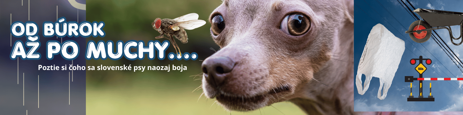 Čoho sa skutočne psy boja