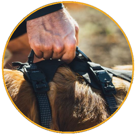 Rukojeť s panelem pro rozložení zátěže v oblasti hrudníku a břicha Postroj pro psy Ruffwear Ridgeline™