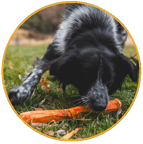 Hračka pre psy, Ruffwear, Gnawt-a-Stick™