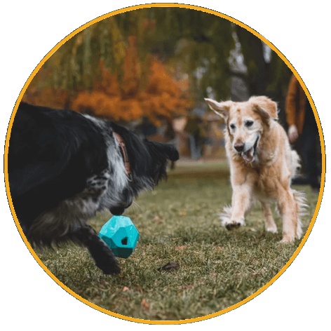 Hračka pre psy, Ruffwear, Gnawt-a-Rock™