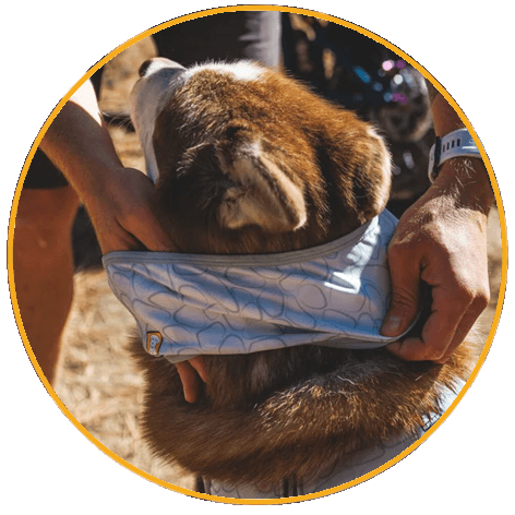 Ruffwear Swamp Cooler™ Cooling Neck Gaiter