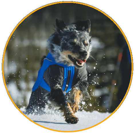 Vert™ Coverall Dog Snow Suit