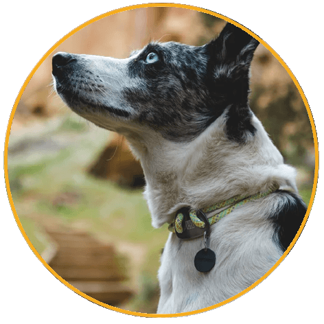 Obojok pre psy Ruffwear Knot-a-Collar™ 
