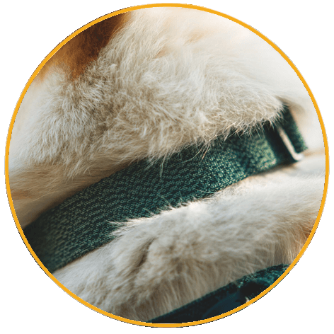 Obojek pro psy Ruffwear Front Range™ Flex Collar Obojek pro psy Ruffwear Front Range™ Flex Collar