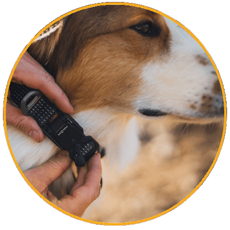 Vodítko pre psy Roamer Crag™ Dog Leash Obojek pro psy Ruffwear Ridgeline™ Collar