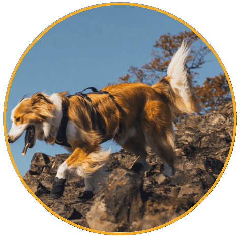 Outdoorová obuv Ruffwear Ridgeline™ Shoes Outdoorová obuv Ruffwear Ridgeline™ Shoes