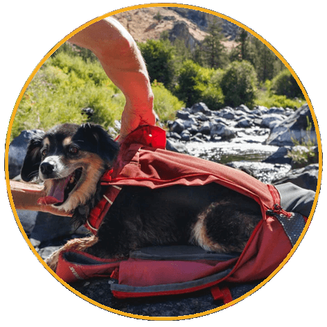 Ruffwear Hitch Hiker Dog Backpack Carrier